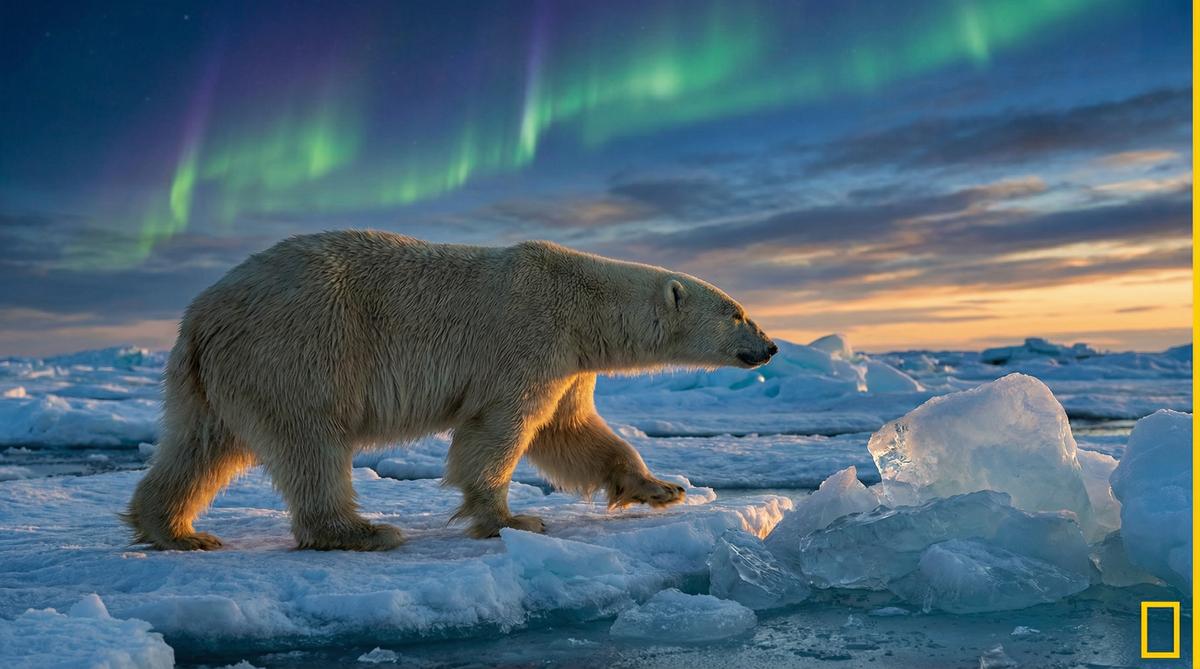 暗网北极熊视频